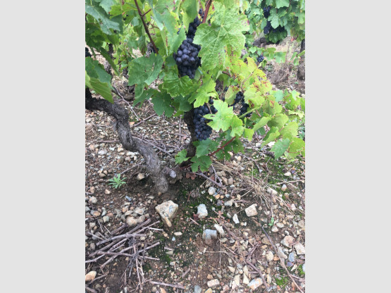 Vendanges 2021 chez Nicolas Boudeau