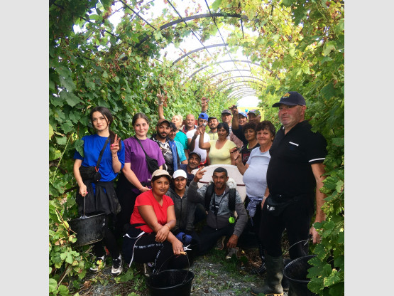 Vendanges 2021 chez Nicolas Boudeau