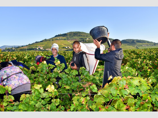 Vendanges 2023