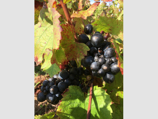 Vendanges 2021 chez Nicolas Boudeau