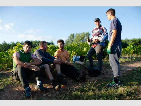 Les Vendanges 2020 au Domaine Nicolas Boudeau