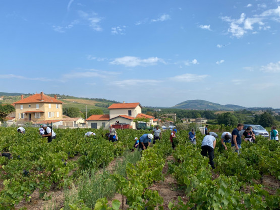 Vendanges 2025