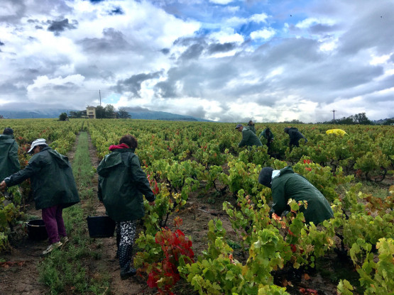 Vendanges 2021 chez Nicolas Boudeau