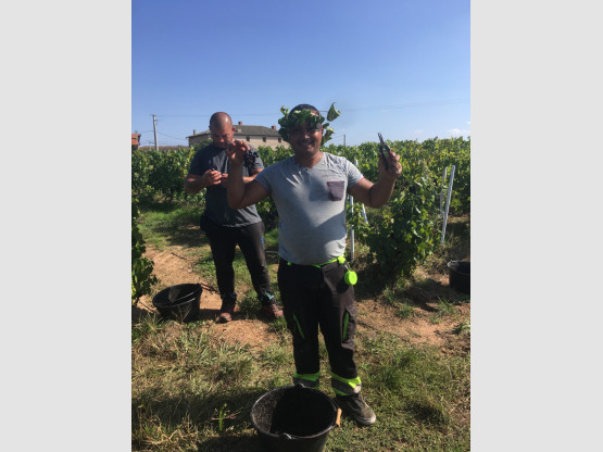 Vendanges 2021 chez Nicolas Boudeau