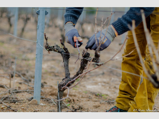 La Taille de la vigne en Terre des Brouilly