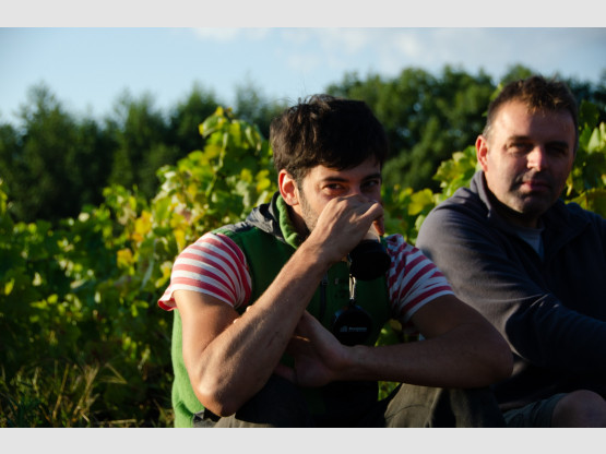 Les Vendanges 2020 au Domaine Nicolas Boudeau