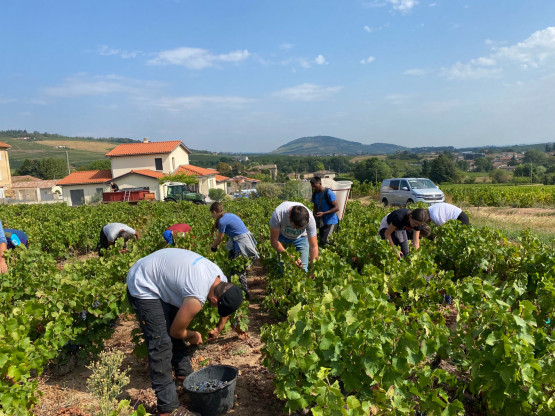 Vendanges 2025