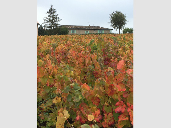 Automne 2020 en Terre des Brouilly