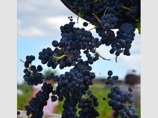 Gamay extrêmement mûrs dans nos vignes de Beaujolais Villages