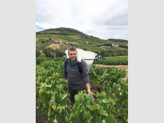 Les Vendanges 2020 au Domaine Nicolas Boudeau