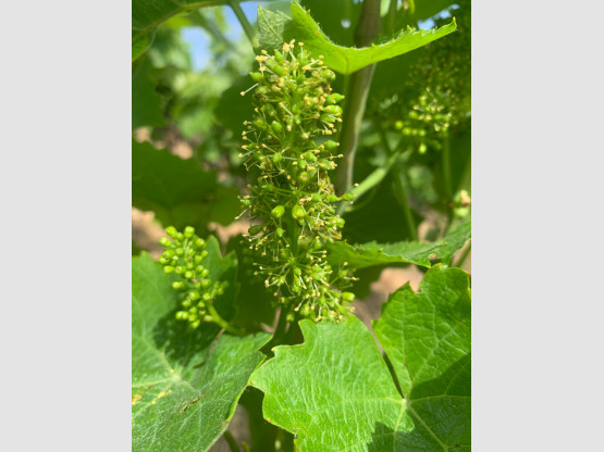 Les vignes sont en fleur au Domaine Nicolas Boudeau