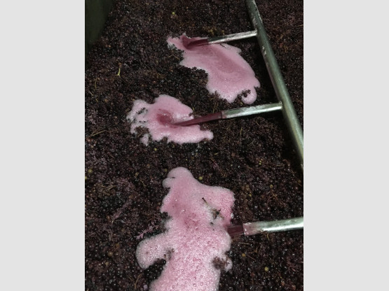 Canne de remontage fermentation Brouilly