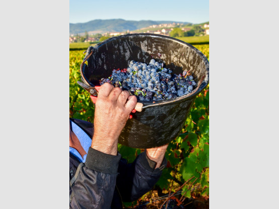 Vendanges 2023