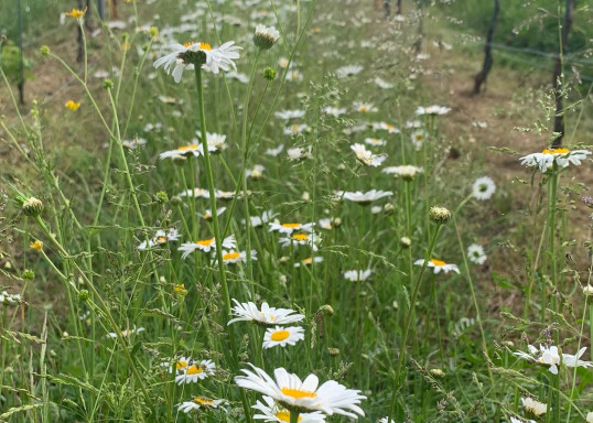 Enherbement naturel dans nos vignes sur le lieu-dit Jacquets