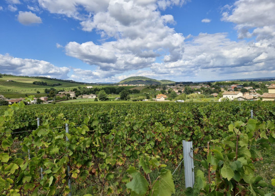 Vendanges 2024