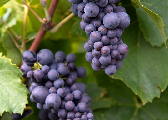 Grappe de Gamay juste avant la ceuillette