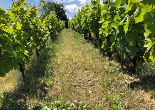 Travail du sol sur nos vignes des Jacquets !