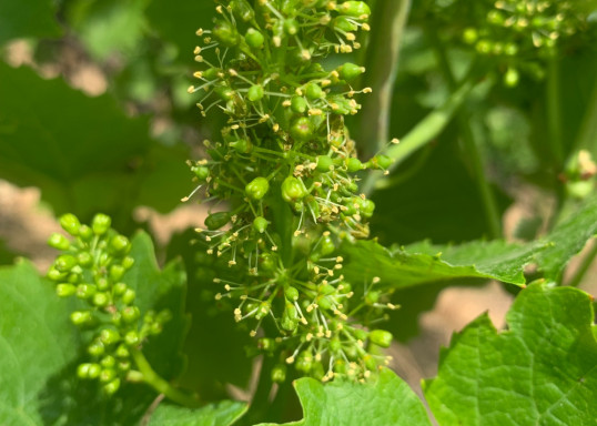 Les vignes sont en fleur au Domaine Nicolas Boudeau