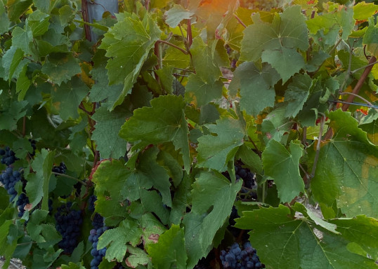 Vendanges 2025