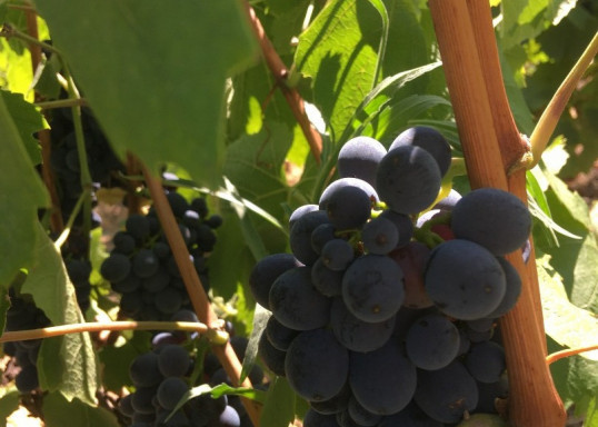 Gamay noir à jus blanc dans nos vignes de Pierreux