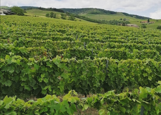 Tressage des vignes palissées