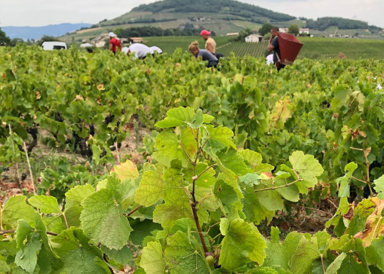 Vendanges 2022