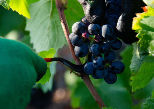 La serpette : outil traditionnel du vendangeur en Beaujolais