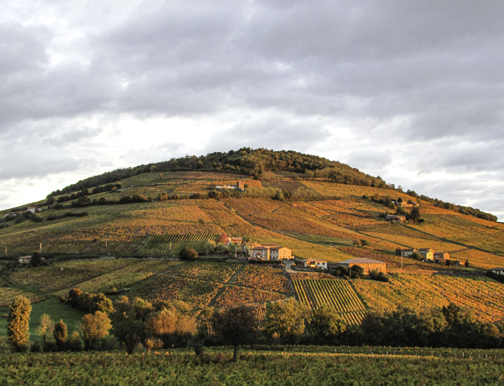 Mont Brouilly saisons - Automnes