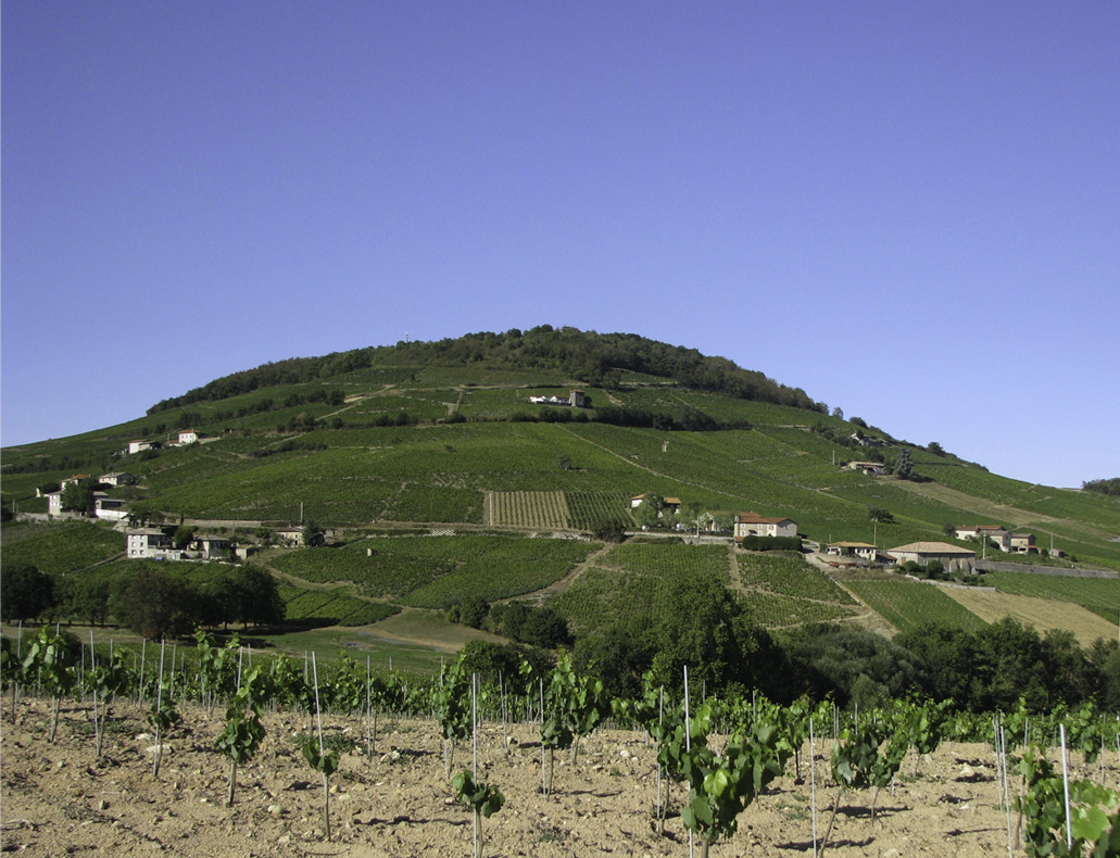 Mont Brouilly saisons - Été