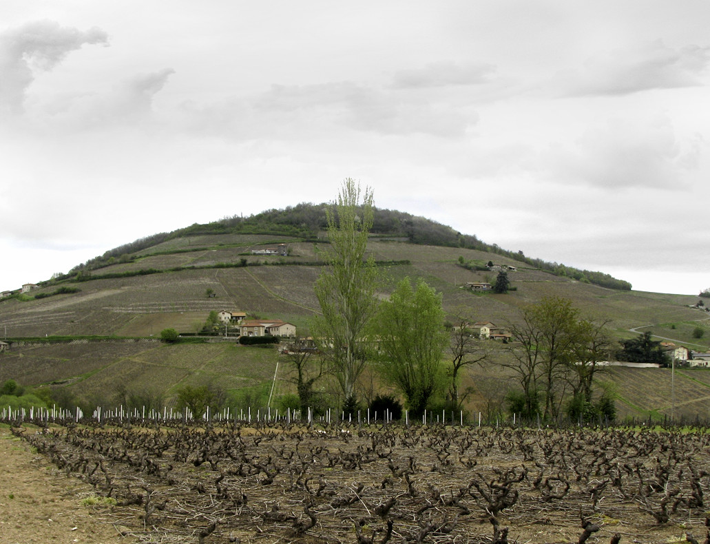 Mont Brouilly saisons - Printemps