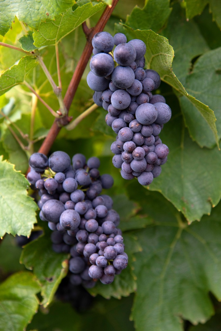 Philosophie : Raisins Boudeau