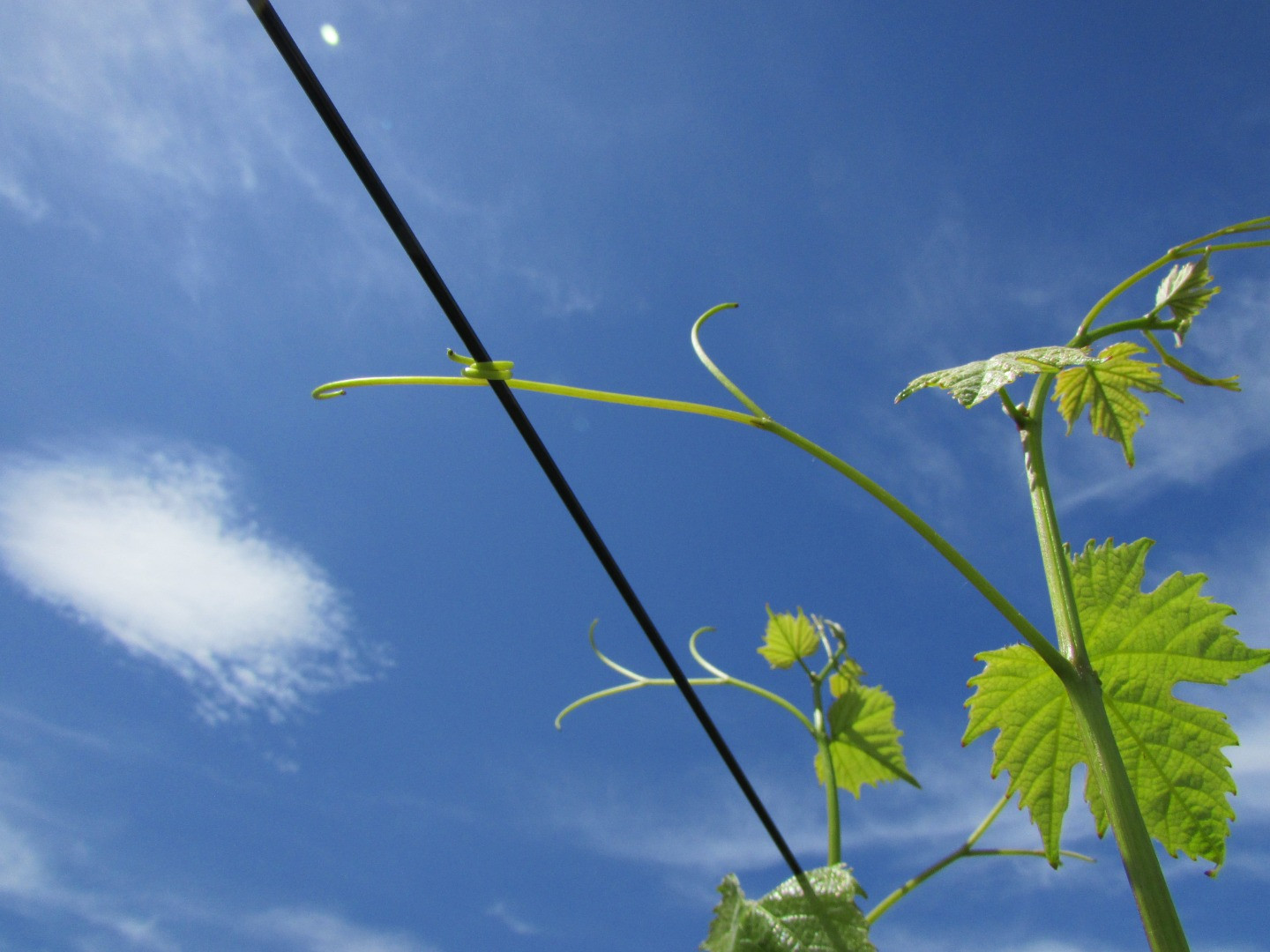 Philosophie : Vignes vrille au soleil de printemps