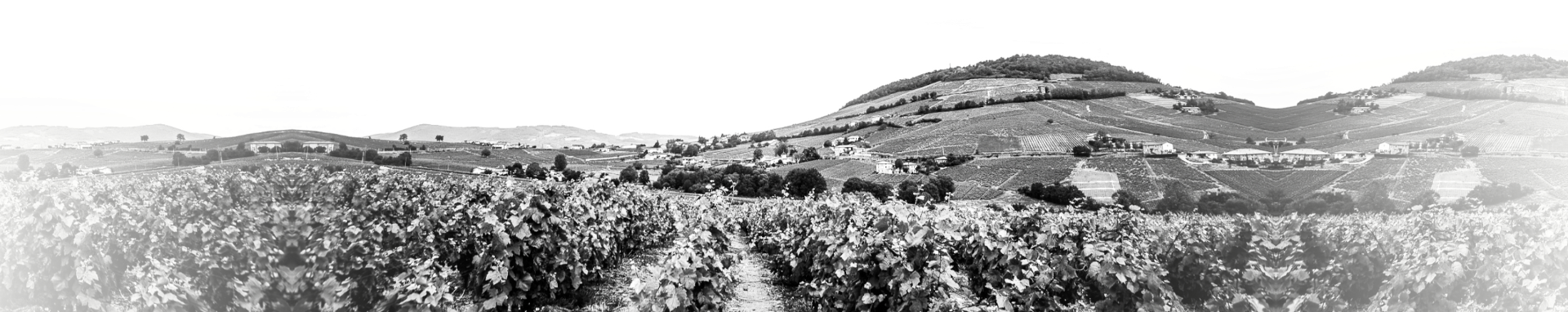 Vins (fiche) : Footer - Mont Brouilly et les vignes du Domaine Nicolas Boudeau