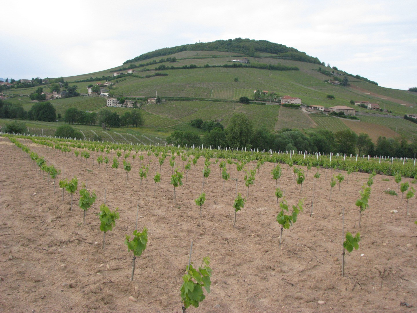 Philosophie : Plantations régulières