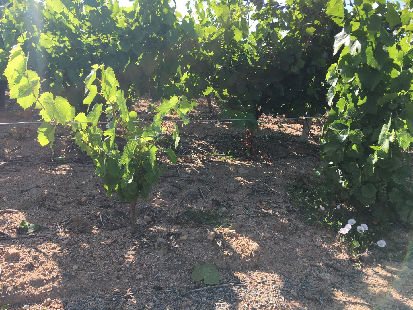 Philosophie : Rebrochage