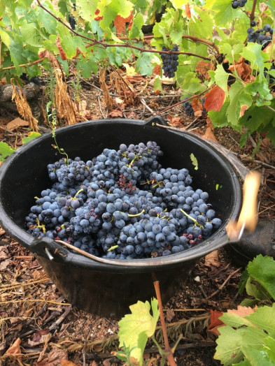 Philosophie : Les vendanges
