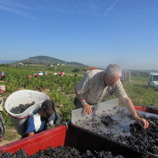 Philosophie : Les vendanges