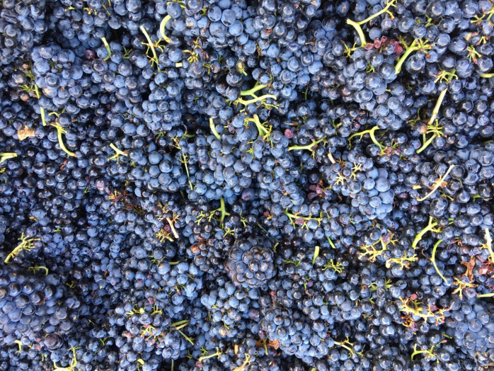 Philosophie : Les vendanges