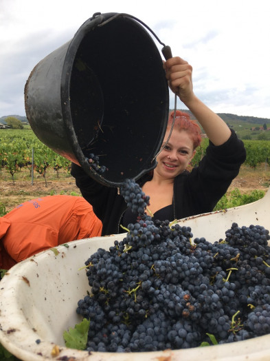 Philosophie : Les vendanges