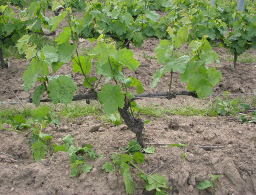 ceps après ébourgeonnage