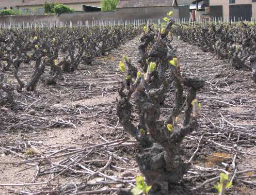 Philosophie : Vignes au printemps