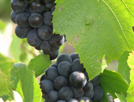 Philosophie : Raisins des vignes en été