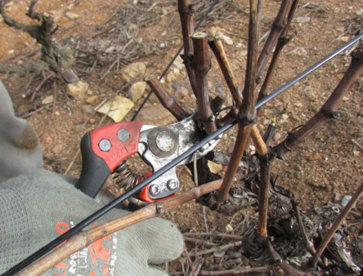 Philosophie : Taille courte des vignes