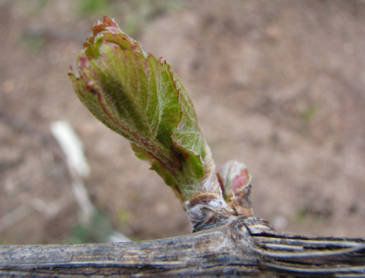 Philosophie : Vignes au printemps