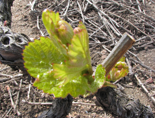 Philosophie : Vignes au printemps