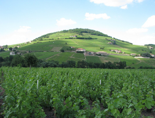 Philosophie : Cisaillage des vignes