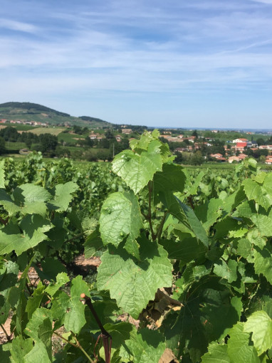 Vignes et Terroirs : Vernay