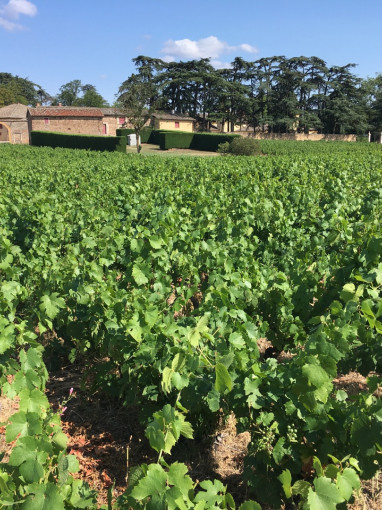 Vignes et Terroirs : Pierreux