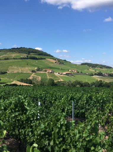 Vignes et Terroirs : Jacquets