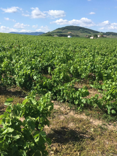 Vignes et Terroirs : Garanches